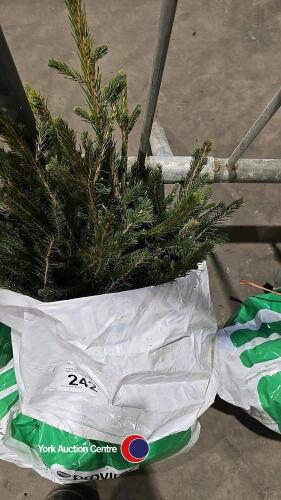25 x Norway Spruce