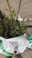 25 x Norway Spruce - 2