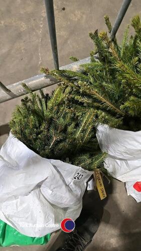 25 x Norway Spruce