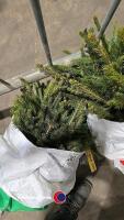 25 x Norway Spruce - 2