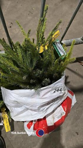 25 x Norway Spruce