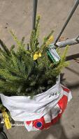 25 x Norway Spruce - 2