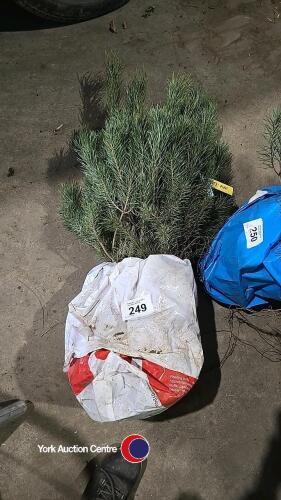 20 x Scots pine