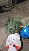 20 x Scots pine - 2