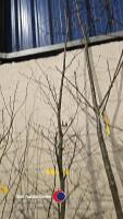 Hornbeam tree - 2