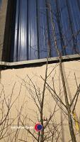 Hornbeam tree - 3