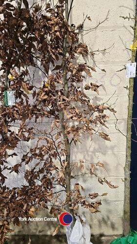 Beech tree