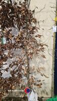 Beech tree