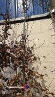 Beech tree - 2
