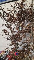 Copper Beech tree