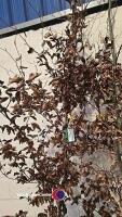 Copper Beech tree - 2