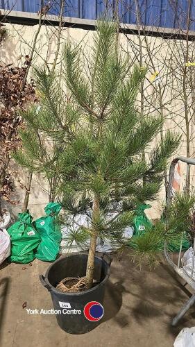Pine tree