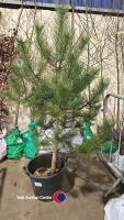 Pine tree - 2