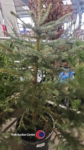 Blue Spruce tree