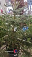 Blue Spruce tree