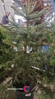 Blue Spruce tree - 2