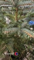 Blue Spruce tree - 3