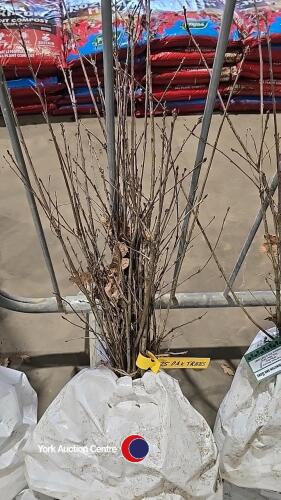 25 x Oak trees
