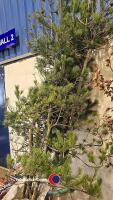 7 x big pine trees - 3