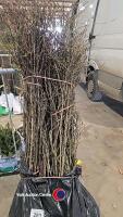 50 x Berberis hedging