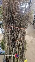 50 x Berberis hedging - 2