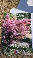 Kanzan Japanese flowering cherry, bare rooted - 3