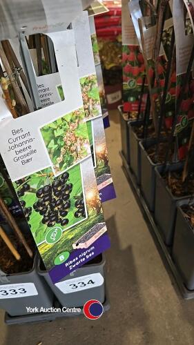 5 x red currant, Ribes Nigrum, 2l pot, 40cm above pot