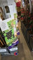 5 x red currant, Ribes Nigrum, 2l pot, 40cm above pot
