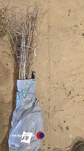 50 x 40/60cm 2 year Hawthorn (bare rooted)
