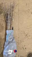 50 x 40/60cm 2 year Hawthorn (bare rooted)