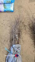 50 x 40/60cm 2 year Hawthorn (bare rooted) - 2