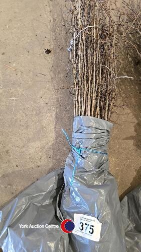 50 x 40/60cm 2 year Hawthorn (bare rooted)