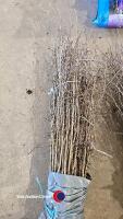 50 x 40/60cm 2 year Hawthorn (bare rooted) - 2