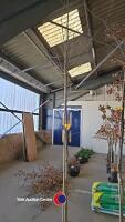 Oak tree - container grown 10-12ft - 3