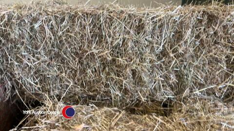 25x small bales of 2024 hay, collect from York Auction Centre