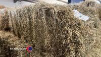 40x small hay bales, collect from York Auction Centre - 2