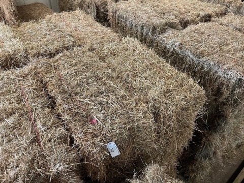 20x small bales of 2024 hay, collect from York Auction Centre