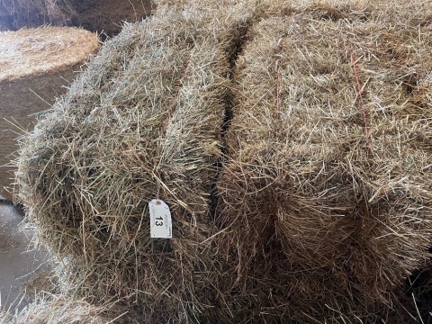 20x small bales of 2024 hay, collect from York Auction Centre