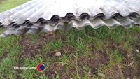 Approx 10 corrugated galvanised sheets 10ft x 3ft 2 1/4in - 3