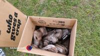 Box of small engine exhausts
