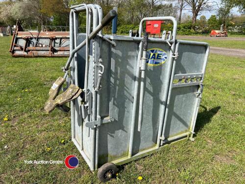IAE calf dehorning crate