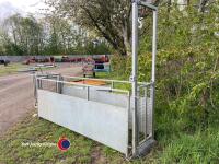 Sheep race - 3