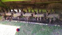 Claas Disco 3000TC trailed mower, working order, pto in office - 4