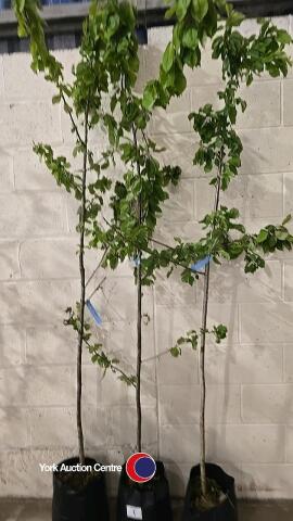 3 x Prunus Avium White cherry, container grown