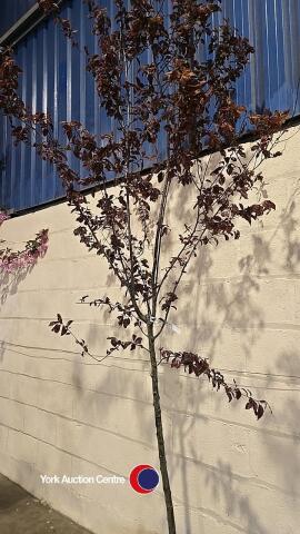 Prunus Pissardii Nigra, container grown