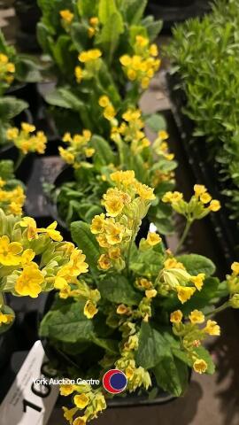 8 x Cowslip