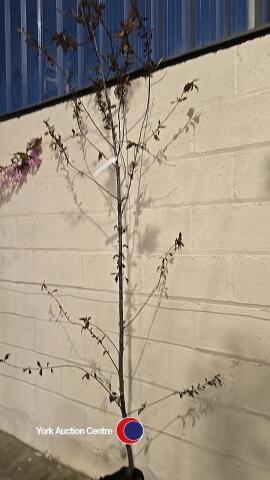 Prunus Spring Glow, container grown