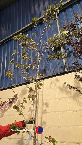 Prunus Tai-Haku Great White cherry, container grown