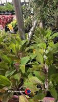 12 x Digitalis Purpurea Virtuoso Rose