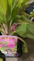 12 x Digitalis Purpurea Virtuoso Rose - 2